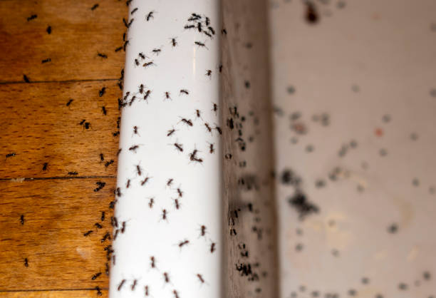 Best Affordable Pest Control Services  in Bridgeport, WV